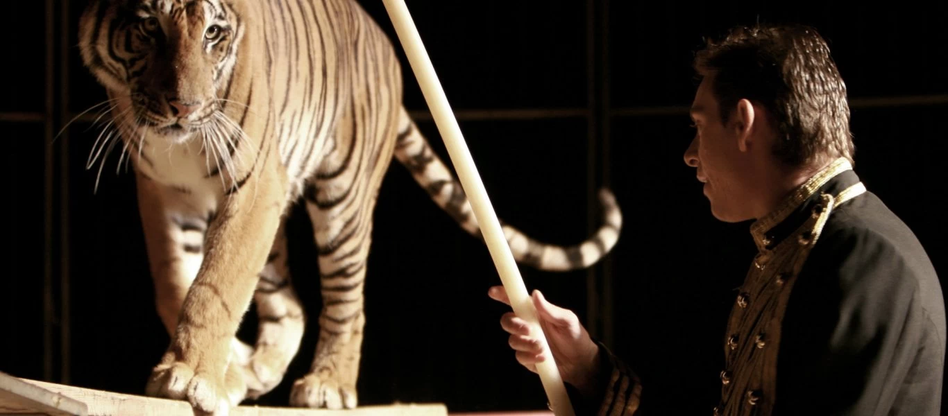 Ιταλία: Νεκρός 61χρονος θηριοδαμαστής - Τον κατασπάραξαν τίγρεις σε τσίρκο λίγο πριν αρχίσει το σόου